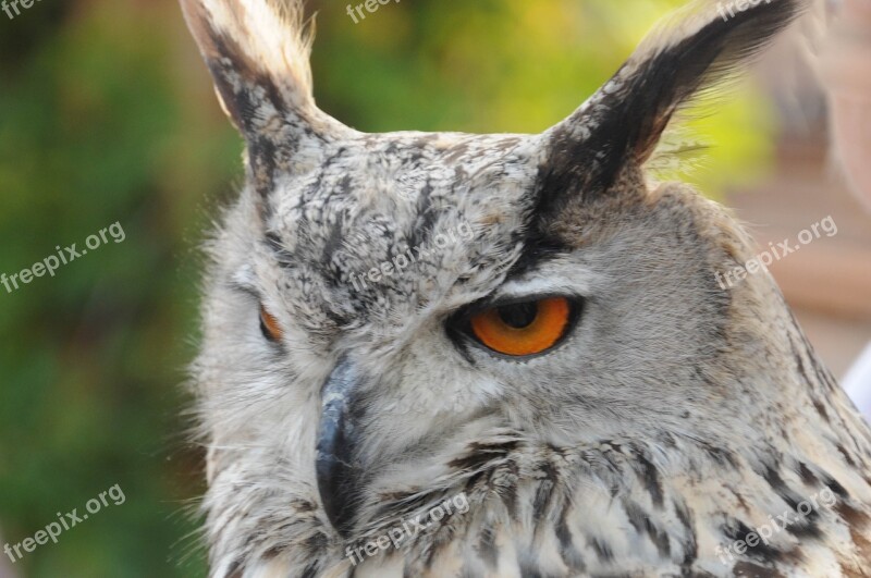 Falconry Locarno Raptors Free Photos