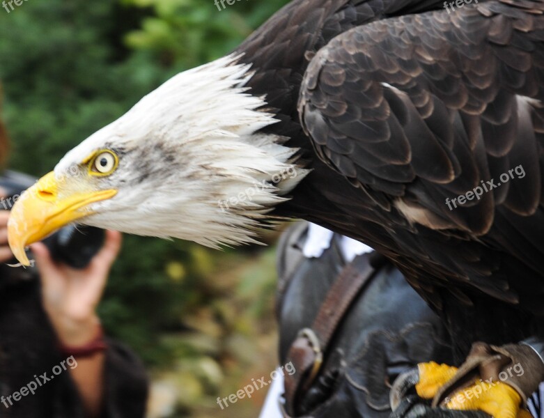 Falconry Locarno Raptors Free Photos