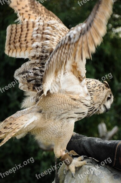 Falconry Locarno Raptors Free Photos