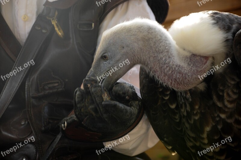 Falconry Locarno Raptors Free Photos