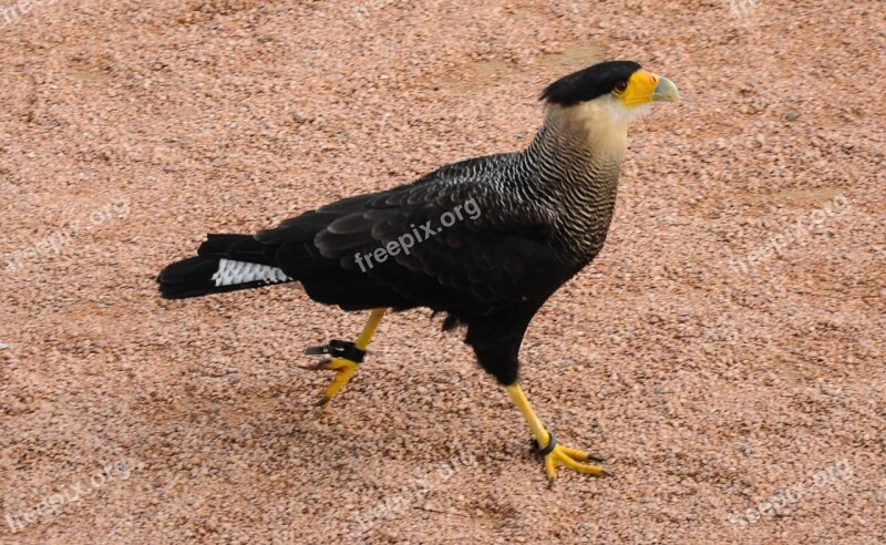 Falconry Locarno Raptors Free Photos