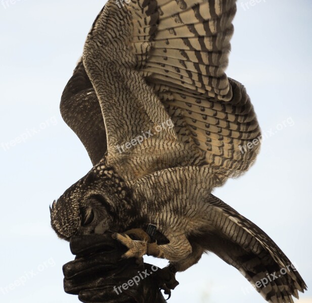 Falconry Locarno Raptors Free Photos