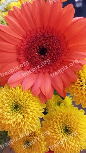 Gerbera Flowers Easter Free Photos