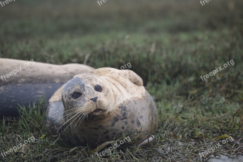 Seal Ocean Nature Marine Mammal