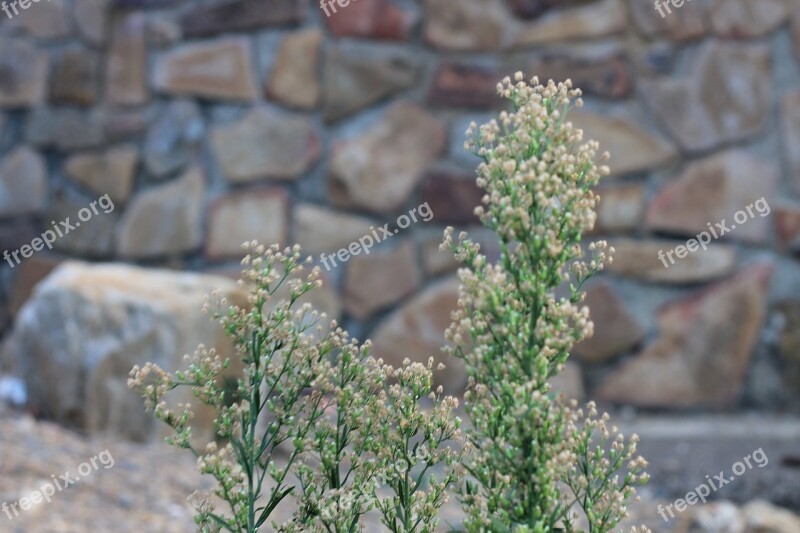 Plant Nature Green Flowers Spring