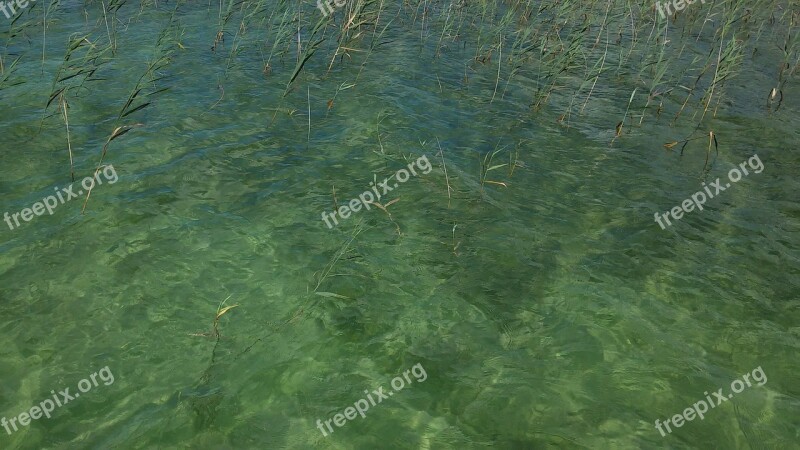 Water Reed Lake Green Shallow