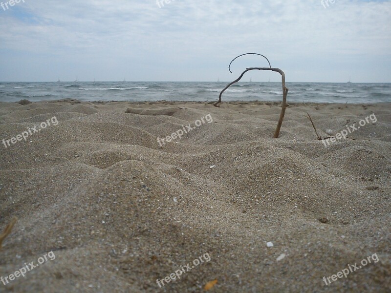 Beach Branch Sand Sea Drift Wood