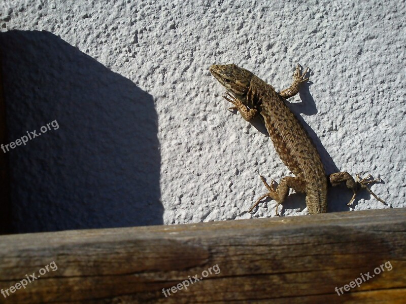 Lizard Hauswand Sun Animal Reptile