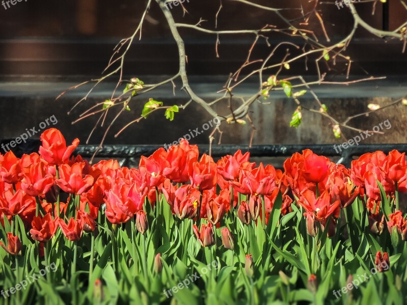 Tulips Spring Flowers Nature Red