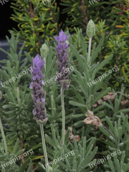 Flowers Purple Plant Purple Flowers Nature