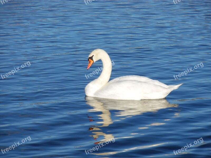 Swan Water Bird Sea Blue