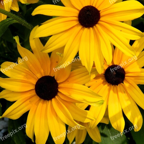 Flowers Rudbeckia Flower Bed Nature Free Photos