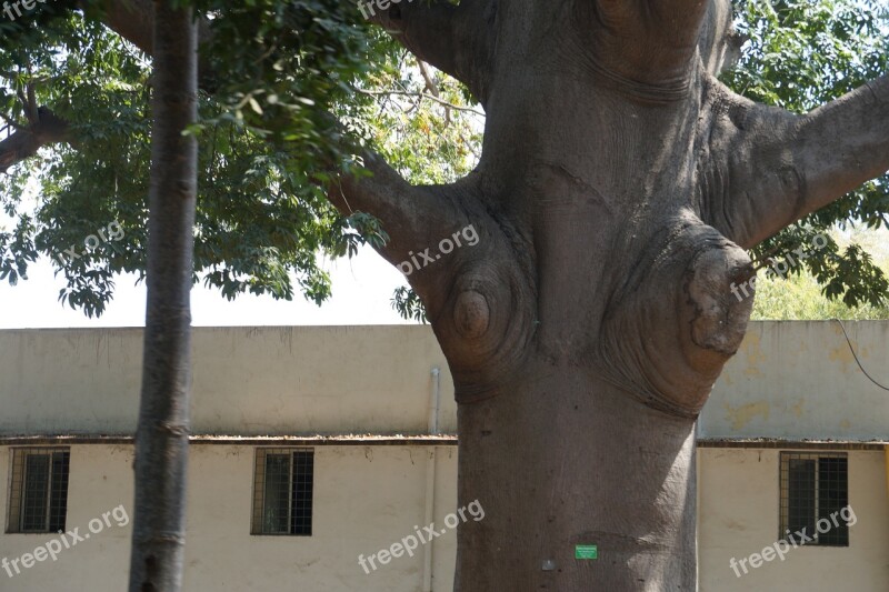 Ancient Tree Branches Artistic Garden Free Photos