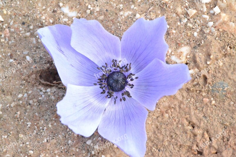 Anemone Browse Antalya Patara Free Photos