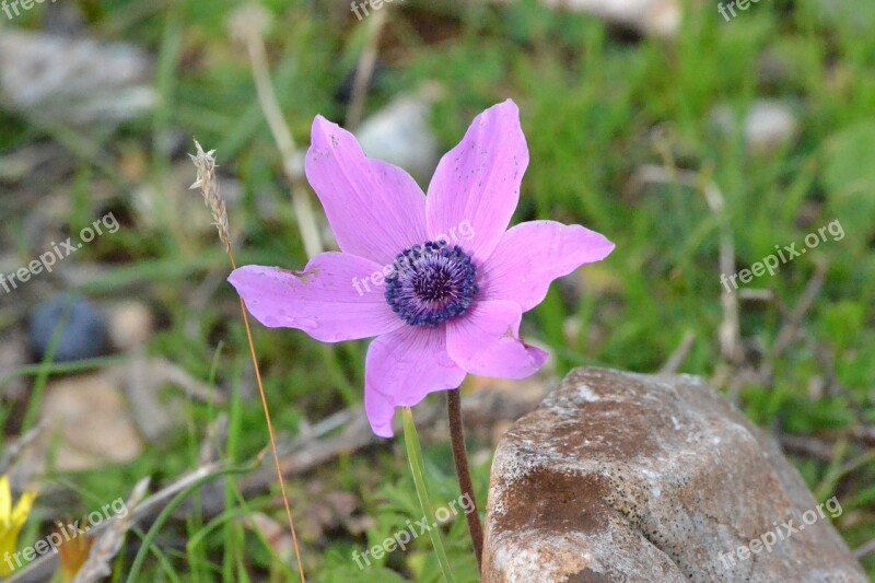 Pink Anemones Browse Antalya Patara Free Photos