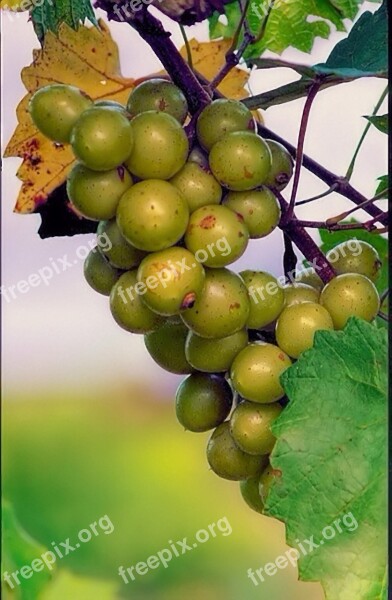 Grapes Scupernongs Green Orchard Vineyard