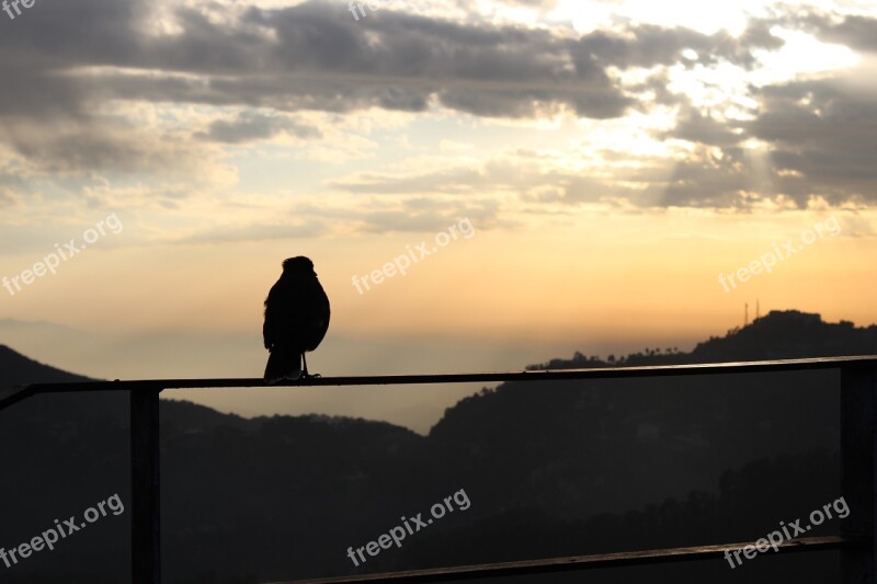 Evening Sky Nature Birds Clouds