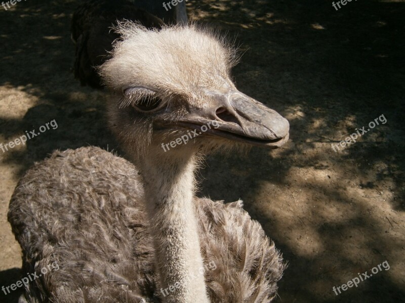 Bird Beak View Feather The Ostrich