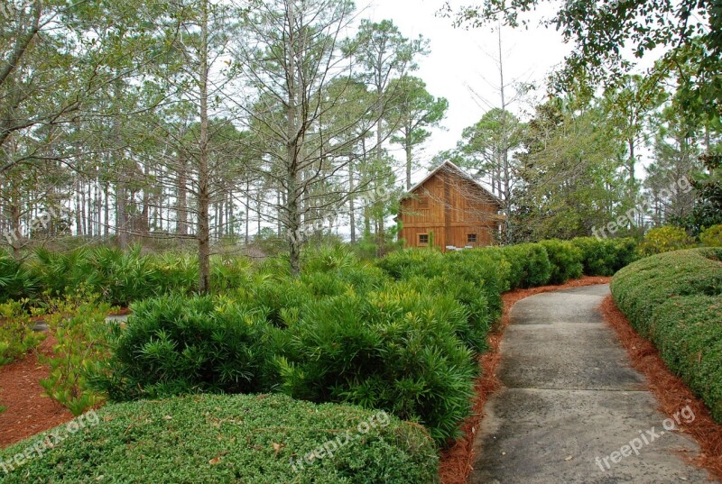 Trees Nature Pathway Walkway Path