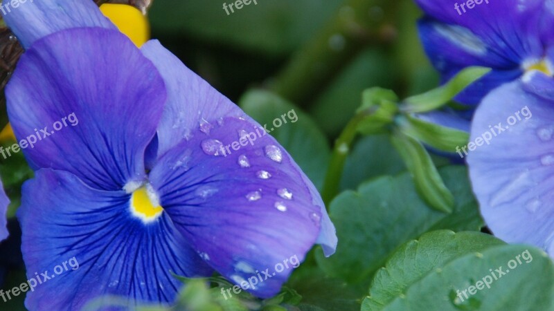 Flower Pansy Floral Bloom Plant