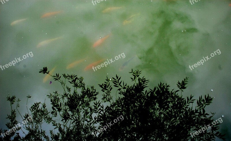 Pond Flower Garden Abstract Fish Carp