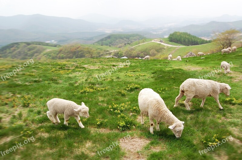 Cattle Ranch Yang Lamb Abstract Hill