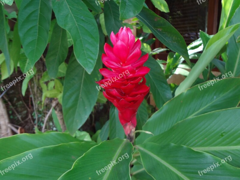 Red Flower Tropical Flower Alpinia Free Photos