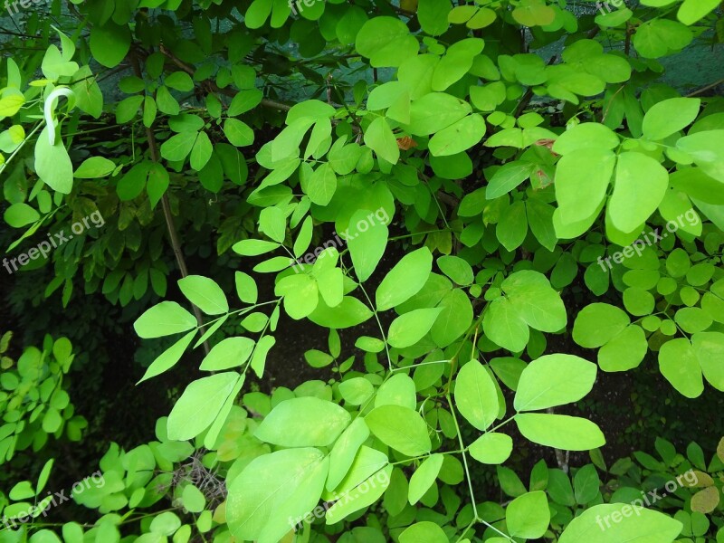 Foliage Leaves Green Leaves Free Photos