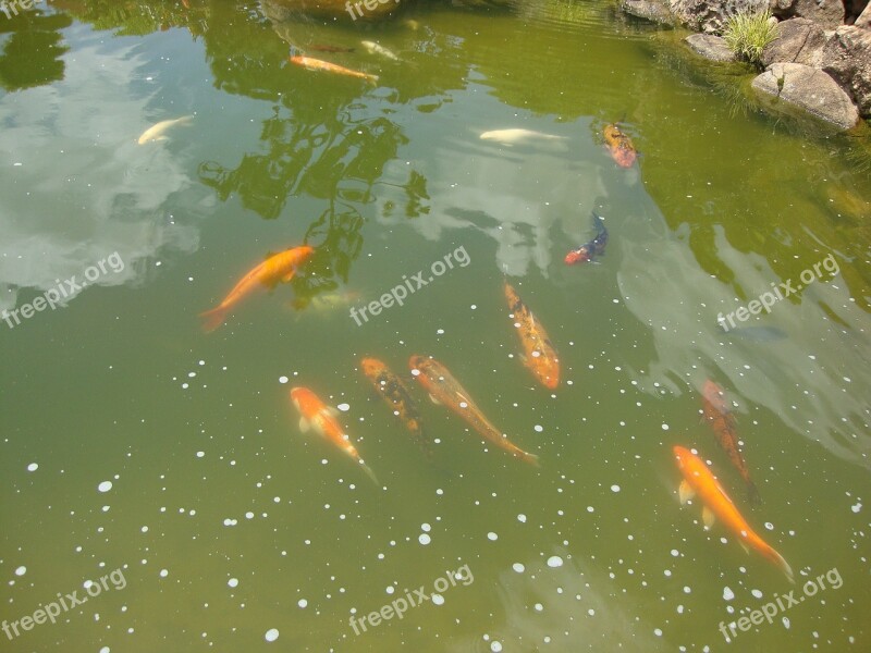 Fish Carp Lake Free Photos