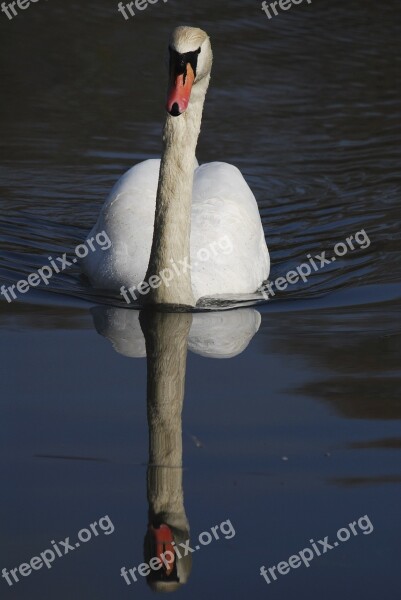 Swan Reflection Water Free Photos