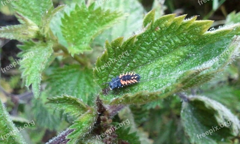 Caterpillar Leaf Nettle Insect Green