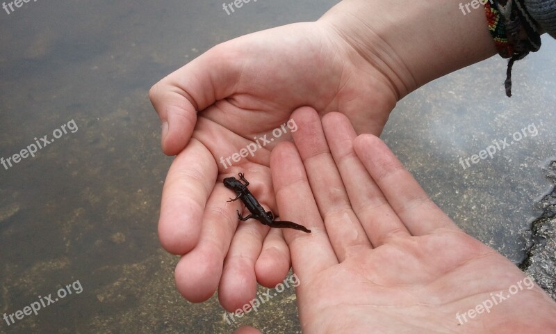 Newt Pond Water Animal Amphibian