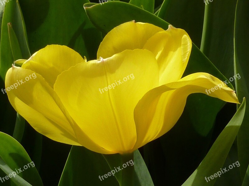 Flower Tulip Yellow Spring Free Photos