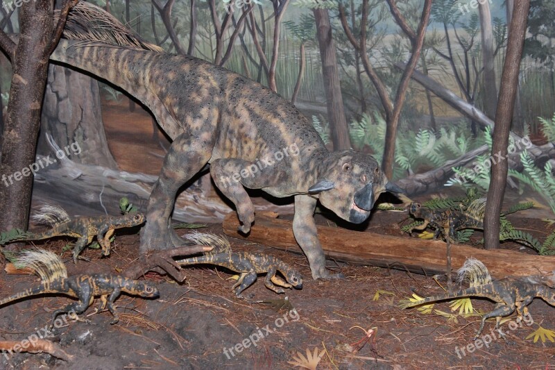 Dinosaur Psittacosaurus Psittacosaurus Mongoliensis Chordata Ceratopsian Dinosaur