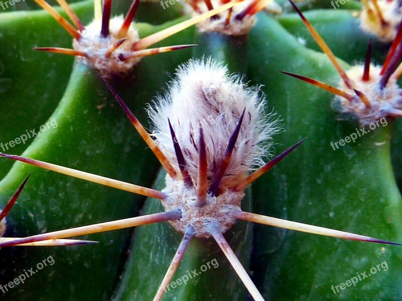 Cactus Thorn Drought Plant Free Photos