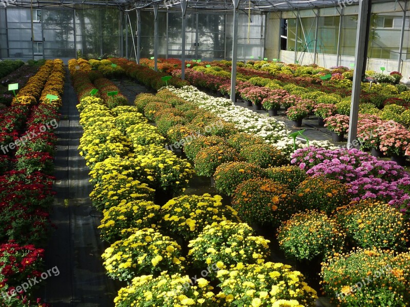 Greenhouse Horticulture Chrysanthemum Color Free Photos