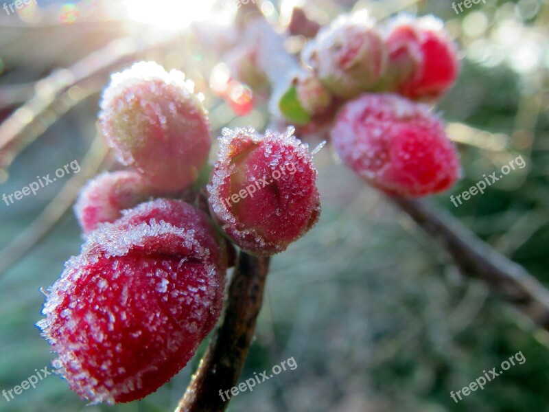 Flower Japan Quince Pink Gel Free Photos