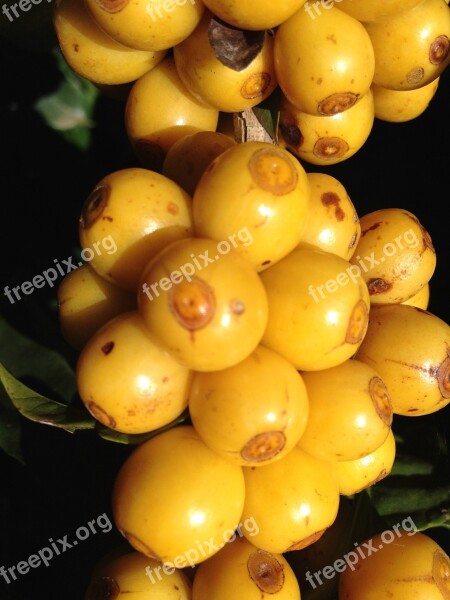 Yellow Yellow Fruit Yellow Cafe Mature Tropical Fruit