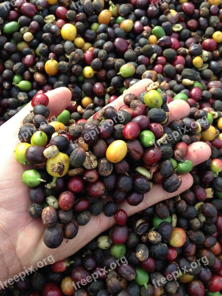 Hand Coffee Harvest Dry Coffee Farm