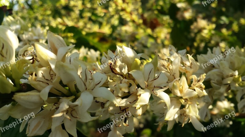 Coffee Flower Blooming Farm Flowers