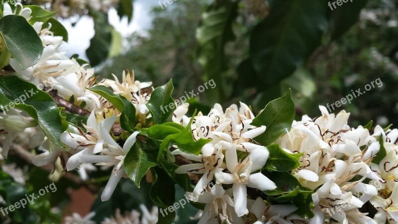 Flower Coffee Flower Flowering Of Coffee Coffee Flowers Of The Field