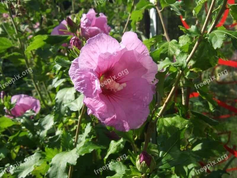 Hibiscus Flower Garden Free Photos