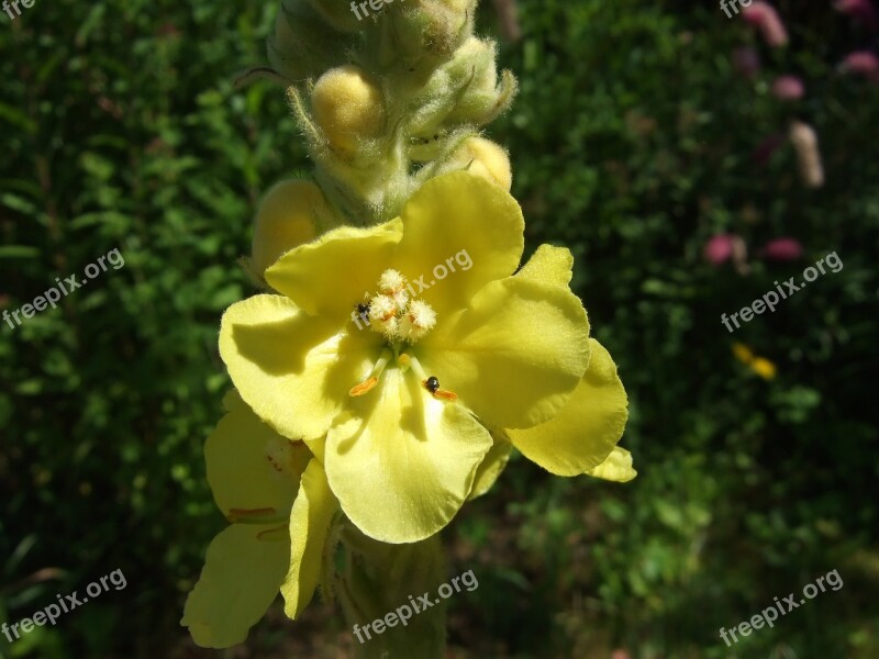 Verbascum Flower Garden Free Photos