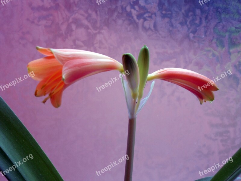 Amaryllis Blossom Bloom Amaryllis Plant Inflorescence