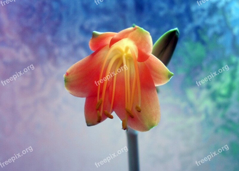 Amaryllis Blossom Bloom Amaryllis Plant Inflorescence