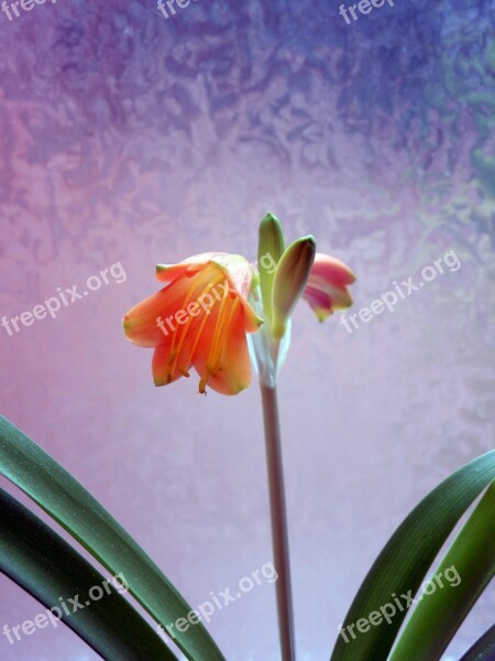 Amaryllis Blossom Bloom Amaryllis Plant Inflorescence