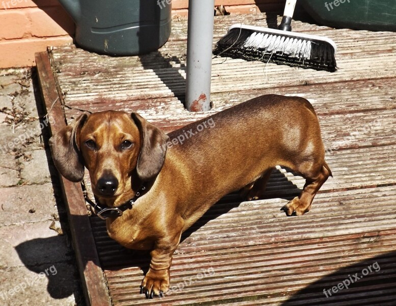 Harry Dog Canine Dachshund Breed