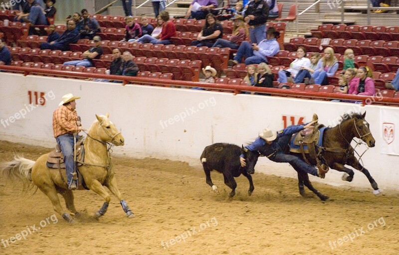 Rodeo Steer Wrestling Cattle Cowboy