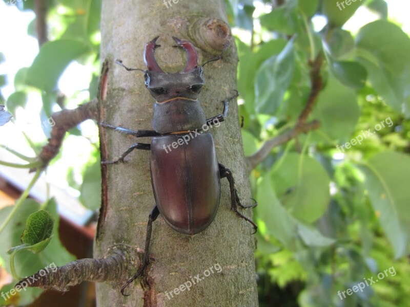 Stag Beetle Tree Pliers Free Photos