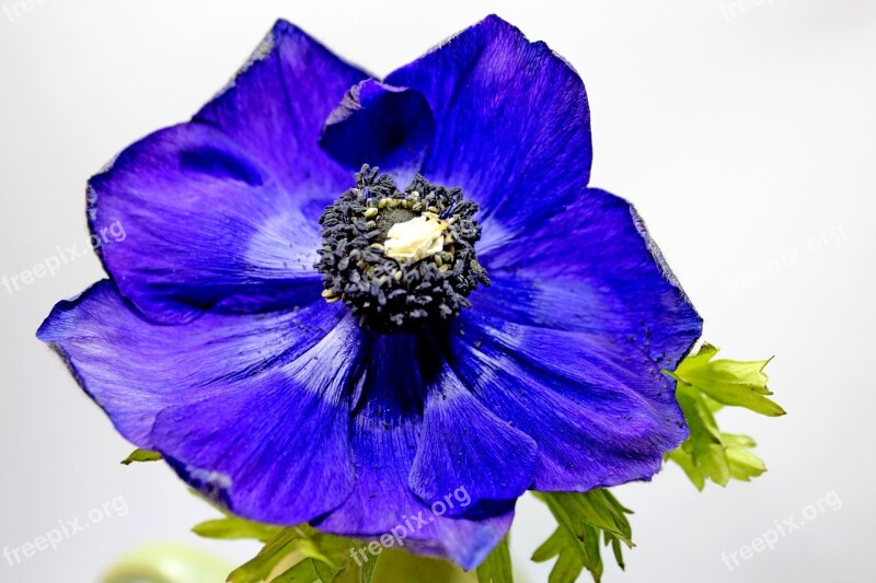 Blossom Bloom Blue Poppy Close Up Plant